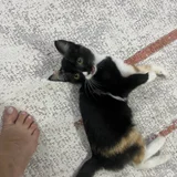 Котёнок в добрые руки (photo 6)