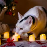 Коты Финдус и Ако (photo 4)
