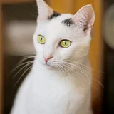 Кошка Тильда, 1 год (photo 1)