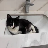 Котёнок мальчик (photo 1)