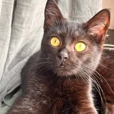 Котята Шоко и Паша в добрые руки (photo 3)