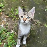 Котенок Бусинка в добрые руки (photo 4)