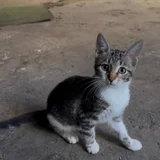 Котенок Бусинка в добрые руки (photo 2)