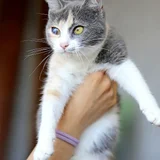 Трехцветная кошка Чупа, 1 год (photo 2)