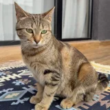 Кошечка Лилу в добрые руки (photo 1)