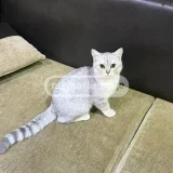 Кошка (photo 1)