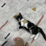 Котёнок в добрые руки (photo 4)