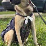 Собака Чика ищет дом (photo 4)