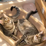Котята в добрые руки (photo 2)