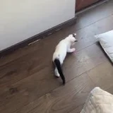 Соня - котенок ищет дом (photo 2)