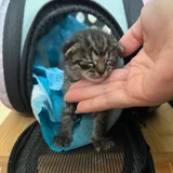 Котенок Киси (photo 4)