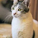 Кошка Орнелла в добрые руки (photo 3)