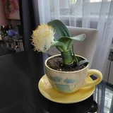 Домашние цветы (photo 3)