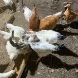 Курица (photo 1)