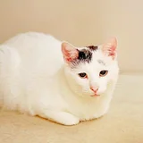 Кот Марлон (photo 4)