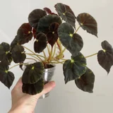 Бегония Mazae Nigricans (photo 4)
