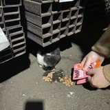 Котёнок в добрые руки (photo 1)