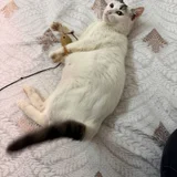 Кошка Минти в добрые руки (photo 5)