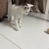 Котёнок в добрые руки (photo 3)