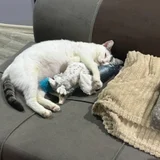 Кошка Минти в добрые руки (photo 6)