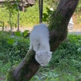 Котенок в добрые руки (photo 1)