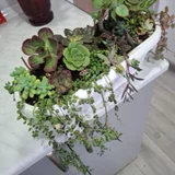 Суккуленты все (photo 1)