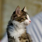 Котенок Локи (photo 2)
