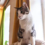 Коты Финдус и Ако (photo 2)