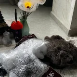 Коробка украшений на Хеллоуин (photo 9)