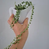 Роули в новом горшке разные виды (photo 1)