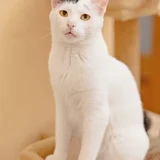 Кот Марлон (photo 2)
