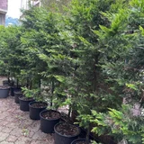 Туи в горшках (photo 2)