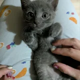 Котята в добрые руки (photo 4)