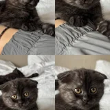 Британские котята (photo 1)