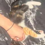 Котёнок в добрые руки (photo 1)
