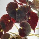 Бегония Mazae Nigricans (photo 3)
