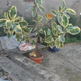Растения в горшках (photo 2)