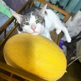 Кот Амур, молодой (photo 2)