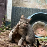 Котёнок Жорик в добрые руки (photo 6)