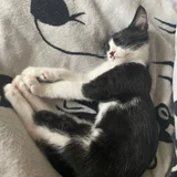 Котенок в добрые руки (photo 3)