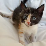 Котенок Соня в добрые руки (photo 2)