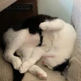 Кот Тесла в добрые руки (photo 3)