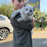Котенок в добрые руки (photo 4)
