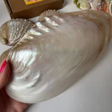 Ракушка большая (photo 3)