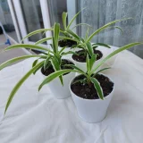 Отростки хлорофитума в горшочках (photo 3)