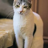 Кошка Орнелла в добрые руки (photo 4)