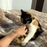Кошка Элис (photo 5)