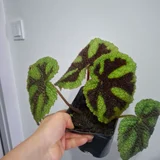 Плющ (photo 7)
