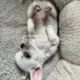 Собака (photo 2)