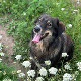 Собака Фиби (photo 1)